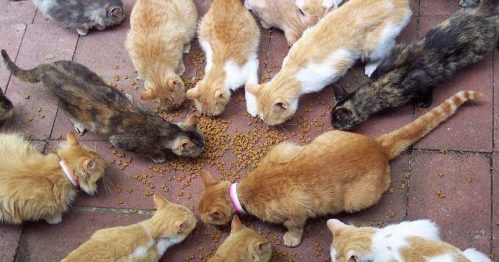 Grupo de gatos comiendo en la vía pública.