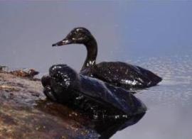 Pato caído en la laguna de Arganda del Rey. (Foto Grama).