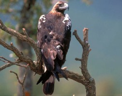 El águila imperial ibérica es una de las aves emblemáticas que surcan el Guadarrama. (Foto: MARM).