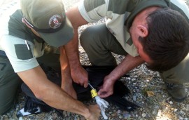 Pollo de buitre negro siendo anillado por los agentes forestales. (Foto: Apaf-Madrid).