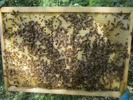 Panel de abejas.
