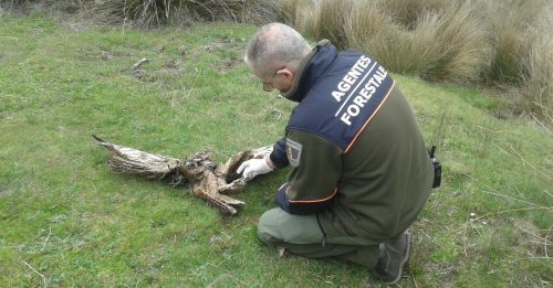 Agente Forestal inspeccionando los restos de un ave electrocutada. Foto: APAF.