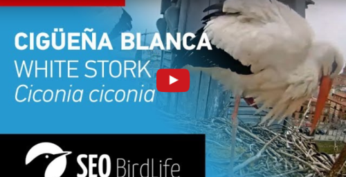Acceso a la webcam del nido de cigüeñas de Alcalá.