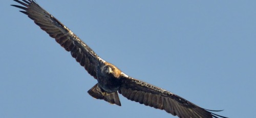 Águila imperial en vuelo .©Luis Martínez.