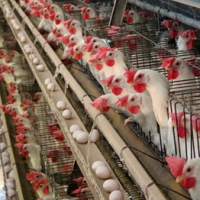 Tras el brote de gripe aviar, SEO/BirdLife reitera la necesidad de cambiar la forma de producir alimentos
