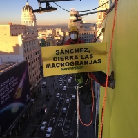Greenpeace 'trolea' su propia pancarta en Gran Vía para exigir el cierre de las macrogranjas